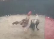 Tak Lagi Sembunyi Dugaan Arena Dadu dan Sabung Ayam di Binjai Barat Disorot Publik, Polisi Diminta Bertindak Tegas