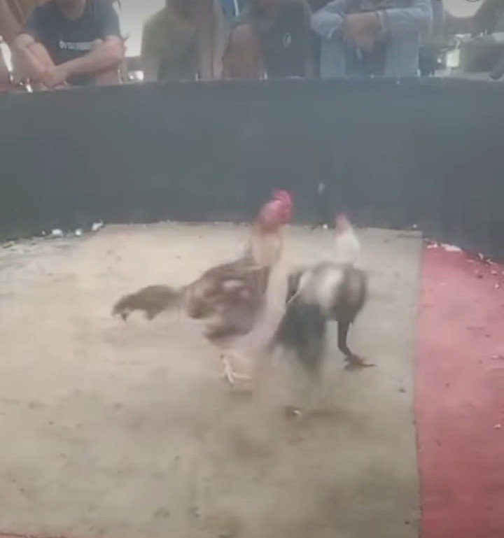 Tak Lagi Sembunyi Dugaan Arena Dadu dan Sabung Ayam di Binjai Barat Disorot Publik, Polisi Diminta Bertindak Tegas
